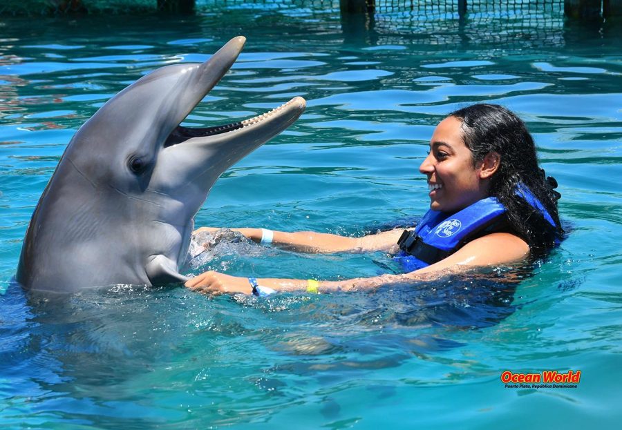 Guest meeting a dolphin at Ocean World